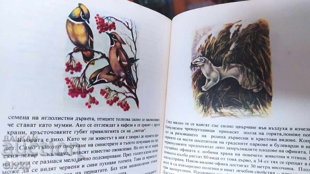 Auction  Kaleidoscope of Nature, A. Kalecki, First Edition, Very Good