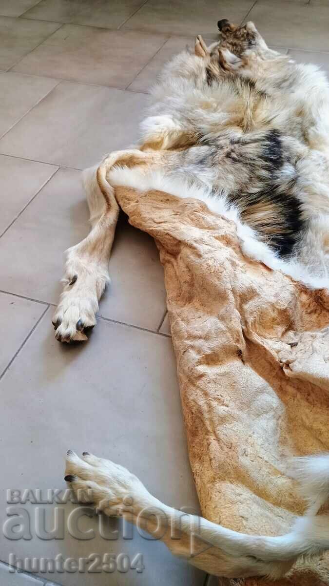Licitație Piele Lup - 180 cm, prelucrată