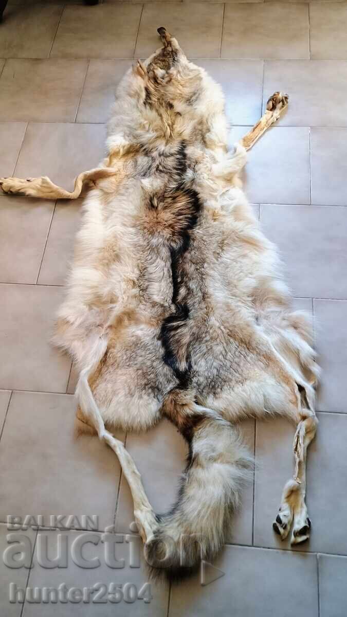Piele Lup - 180 cm, prelucrată