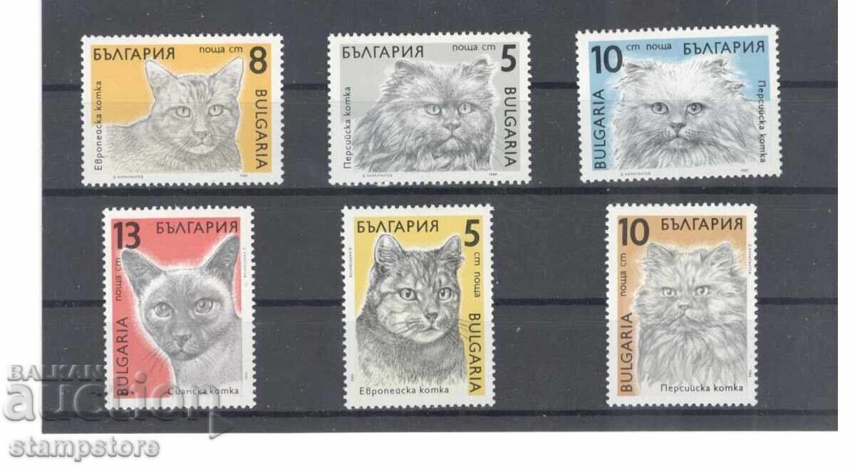 Bulgaria - Cats