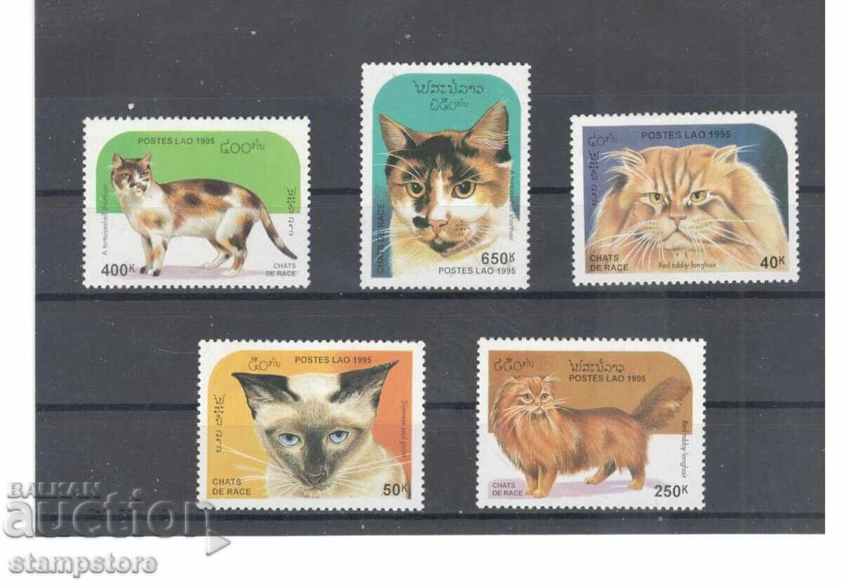 Laos - Cats