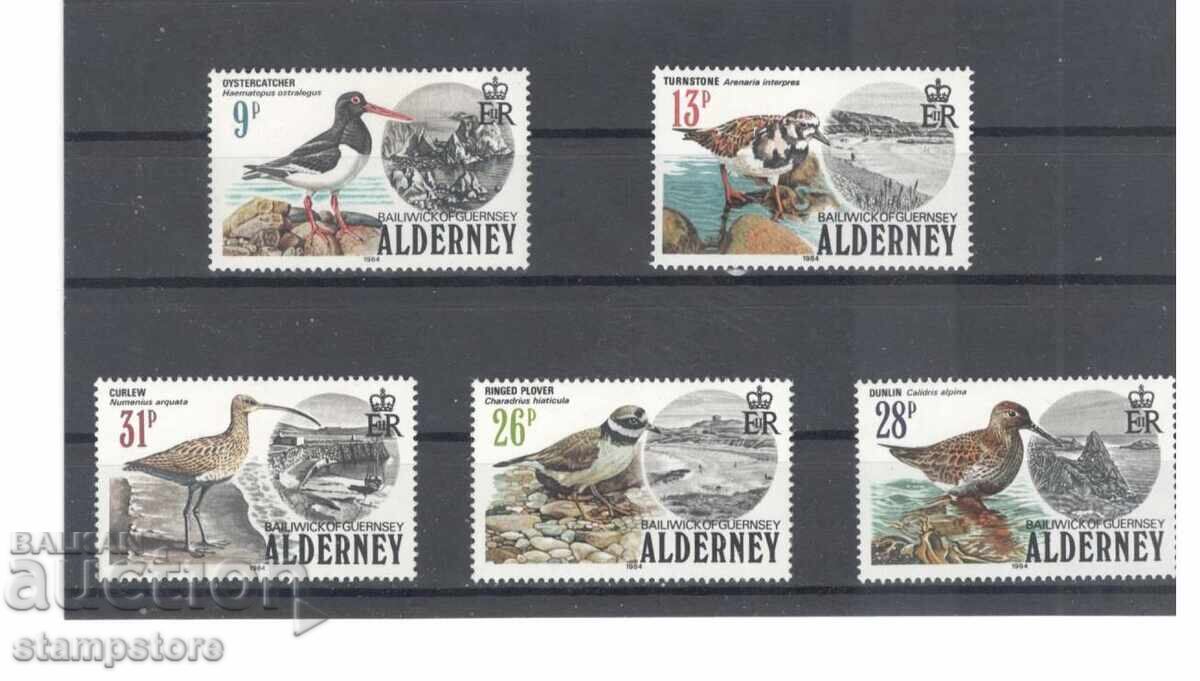 Alderney - UK - Seabirds