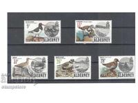 Alderney - UK - Seabirds