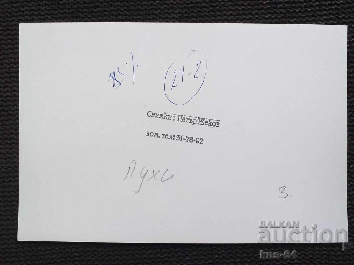 Cats, Author's photo 17.5/11.5 cm with price 1.80 BGN | € 0.92