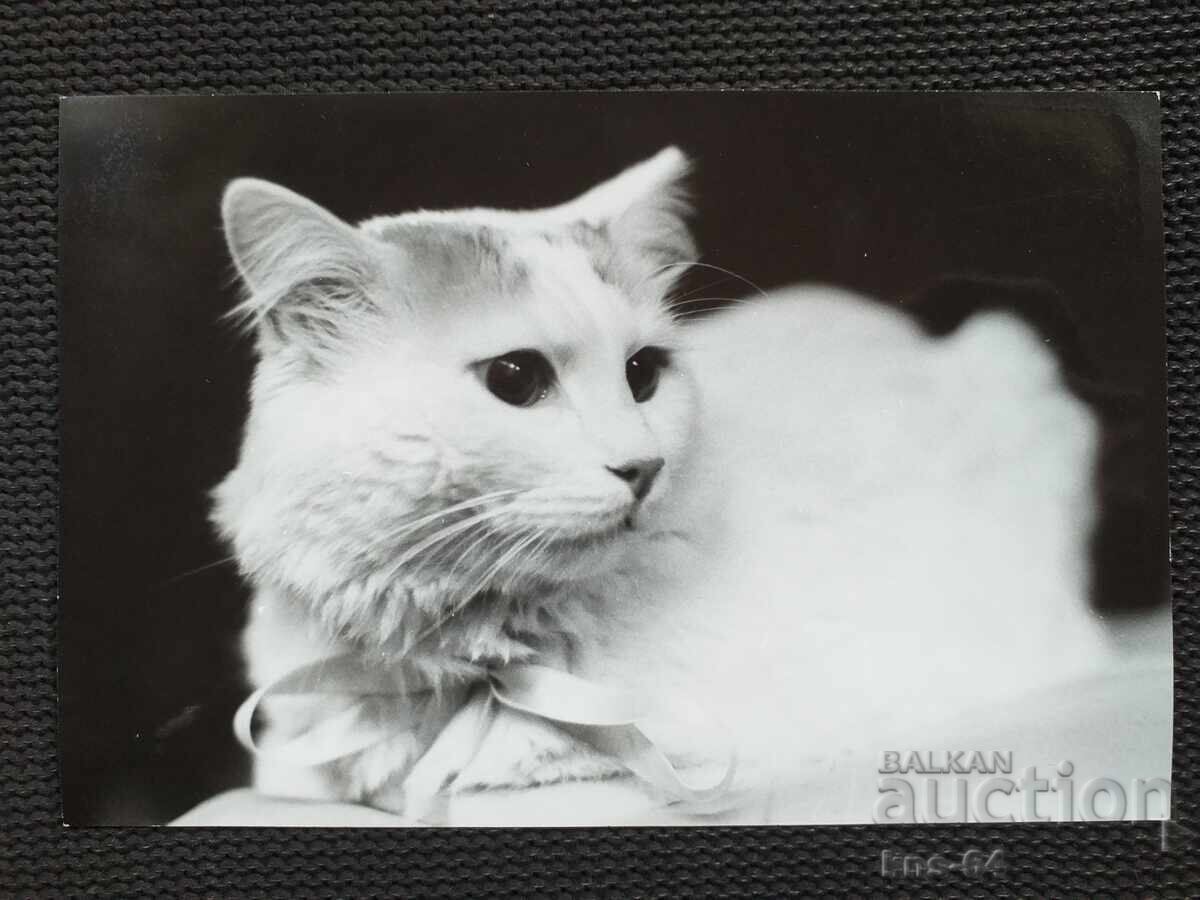 Cats, Author's photo 17.5/11.5 cm