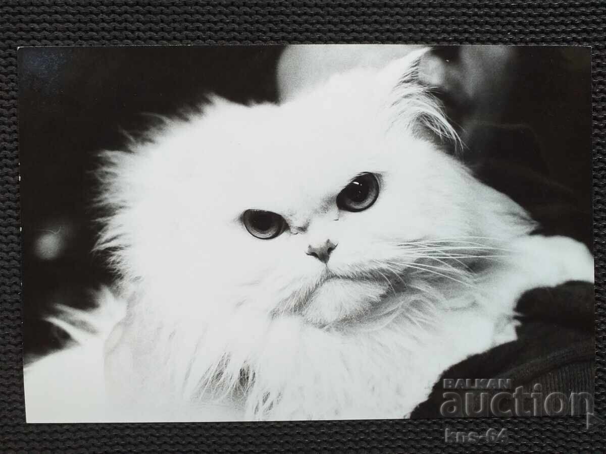 Cats, Author's photo 17.5/11.5 cm Cats, Author's photo 17.5/11.5 cm