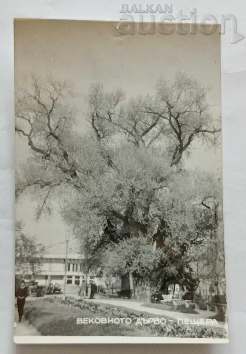 ΓΡΑΔ ΠΕSHTΕΡΑ ΒΕΚΟΒΝΟΤΟ ΔŬΡΒΟ 1968 g. Π.Κ