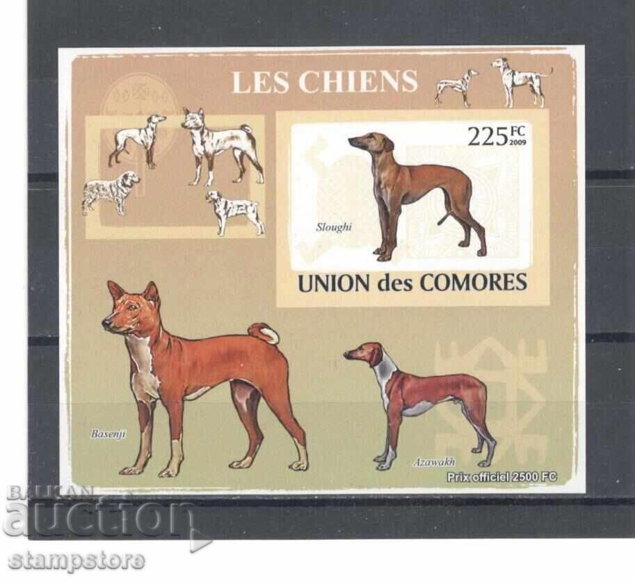 Comoros Islands - Dogs