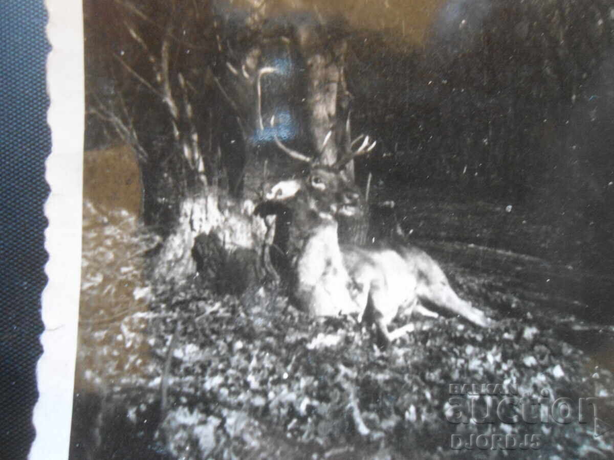 Παλιά φωτογραφία, 19.V.1944, "... για θυσία στον Ν.Μ. Βόρις" με τιμή 2.00 BGN | € 1.02 Παλιά φωτογραφία, 19.V.1944, "... για θυσία στον Ν.Μ. Βόρις" με τιμή 2.00 BGN | € 1.02