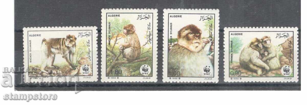 Algeria - Primates - WWF Algeria - Primates - WWF