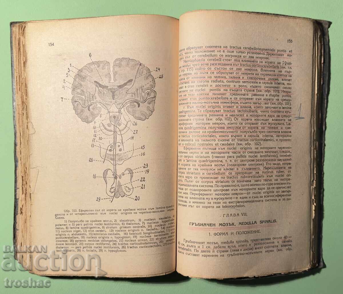 Δημοπρασία Παλαιό Βιβλίο Ανατομίας του Κεντρικού Νευρικού Συστήματος του Ανθρώπου