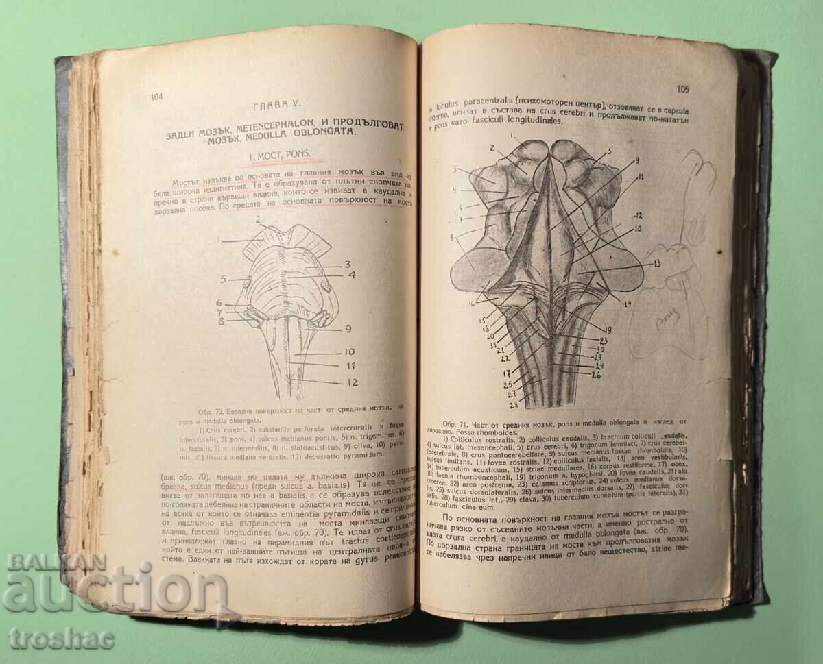 Παράδοση Παλαιό Βιβλίο Ανατομίας του Κεντρικού Νευρικού Συστήματος του Ανθρώπου
