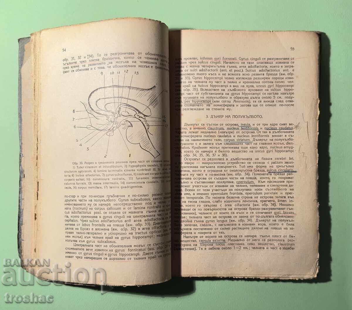 Παλαιό Βιβλίο Ανατομίας του Κεντρικού Νευρικού Συστήματος του Ανθρώπου - 6