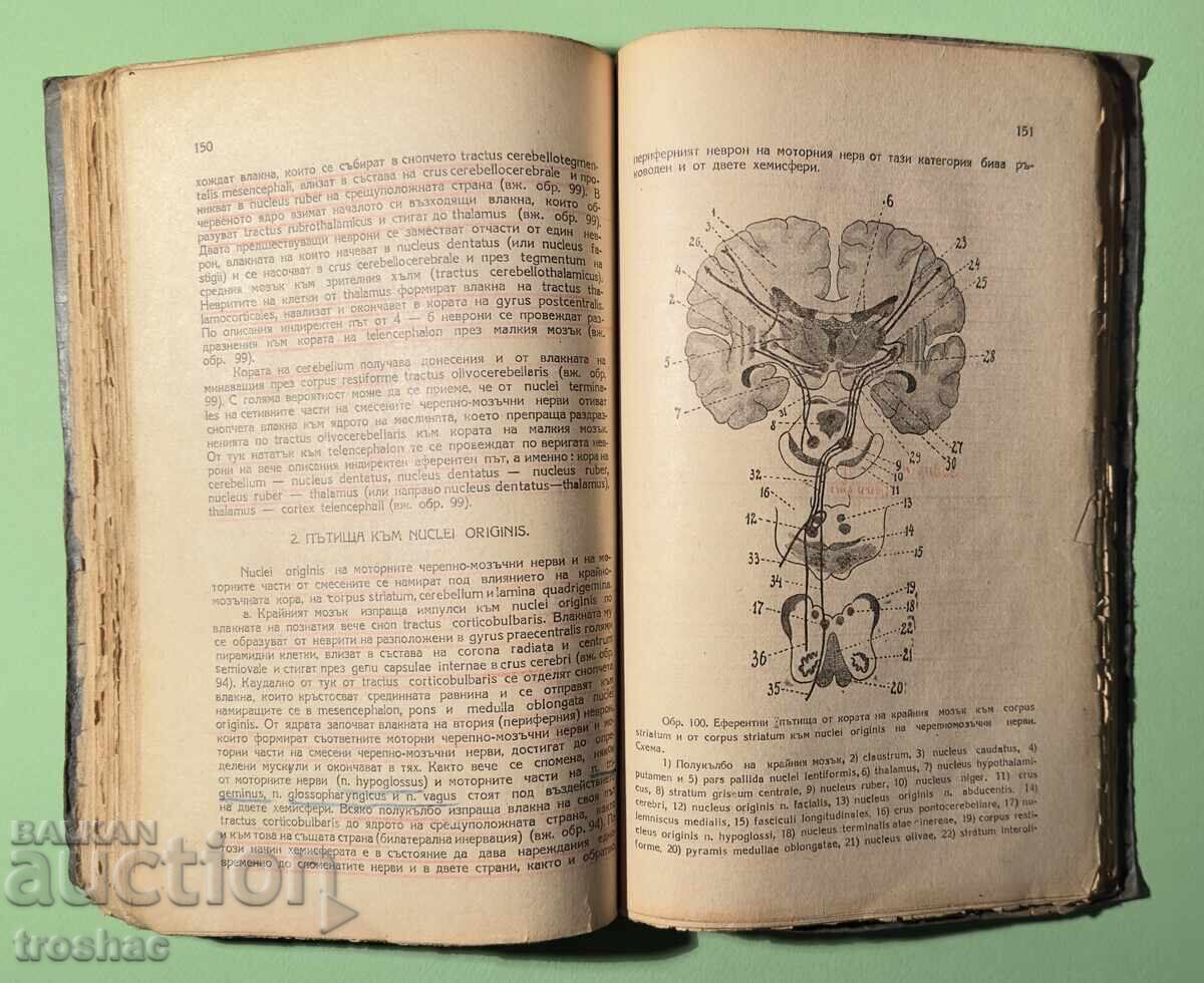 Παλαιό Βιβλίο Ανατομίας του Κεντρικού Νευρικού Συστήματος του Ανθρώπου - 7