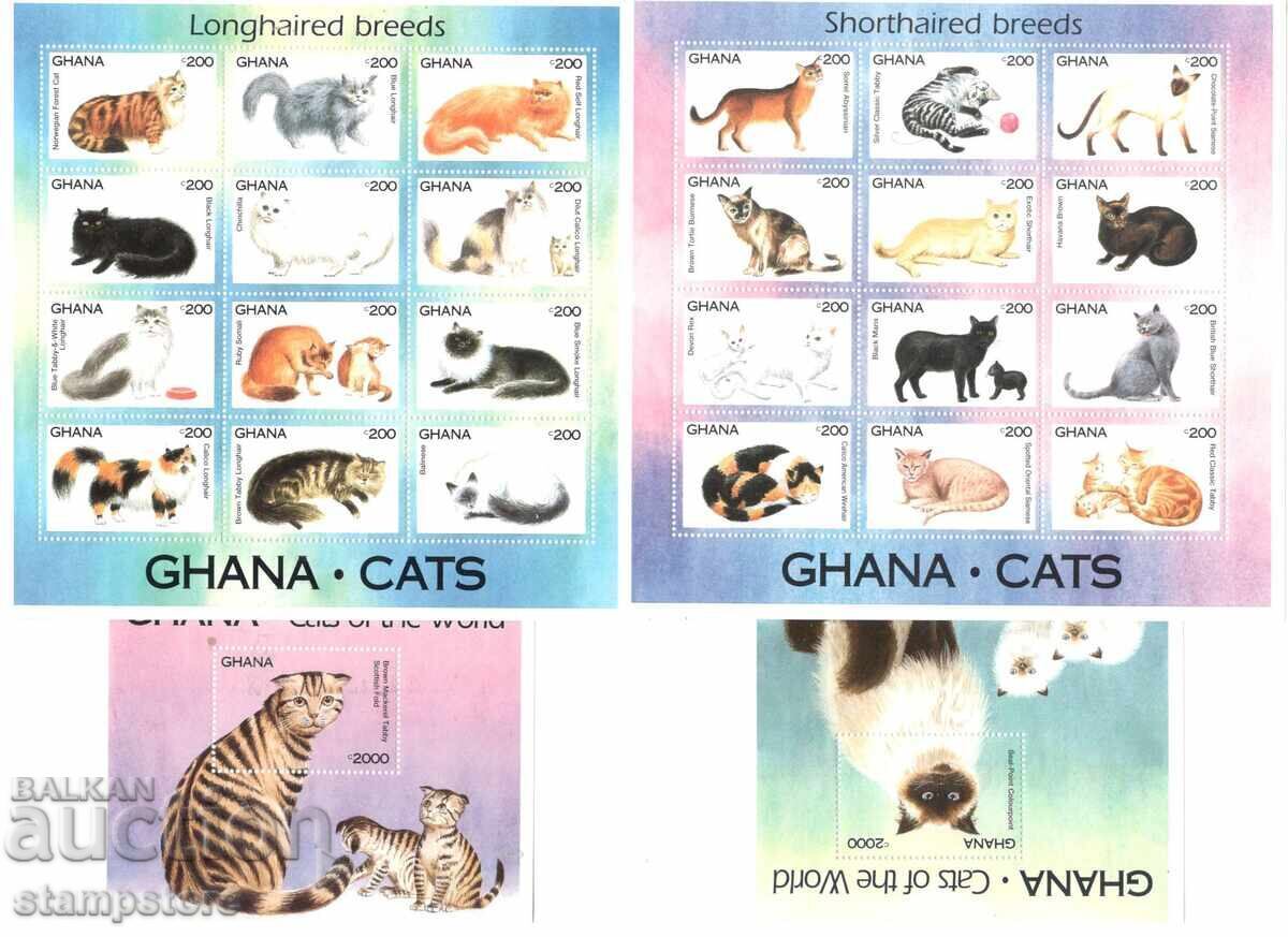 Ghana - Pisici Ghana - Pisici