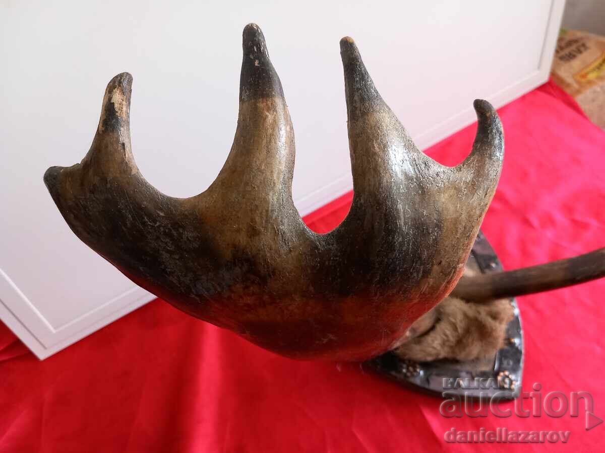 Licitație Trofeu de vânătoare, coarne de elan, cerb, căprior Licitație Trofeu de vânătoare, coarne de elan, cerb, căprior