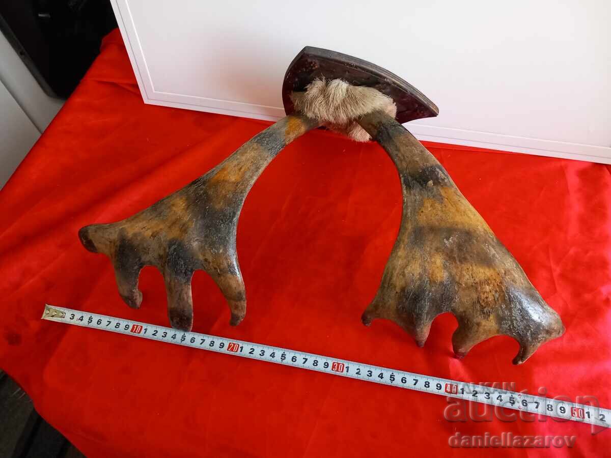 Livrarea Trofeu de vânătoare, coarne de elan, cerb, căprior Livrarea Trofeu de vânătoare, coarne de elan, cerb, căprior