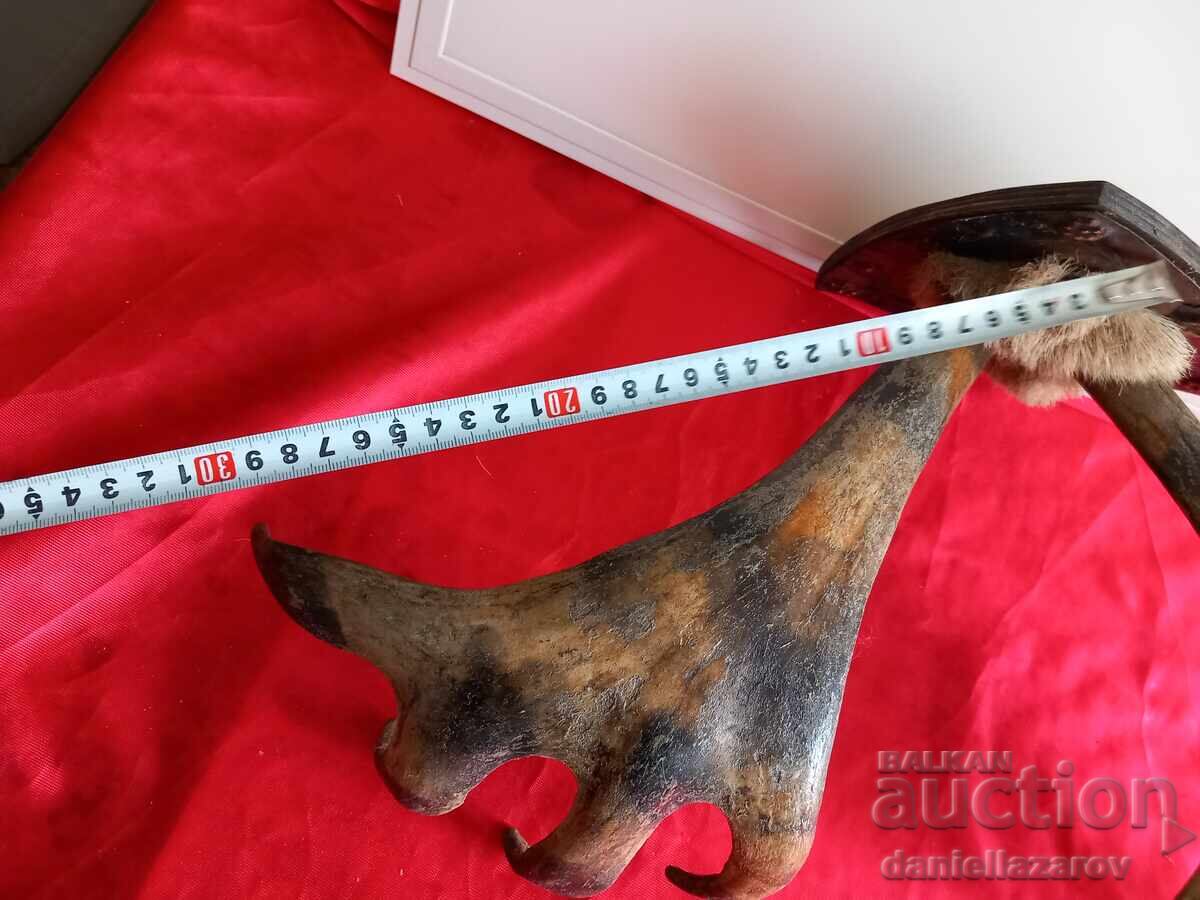 Trofeu de vânătoare, coarne de elan, cerb, căprior - 5 Trofeu de vânătoare, coarne de elan, cerb, căprior - 5