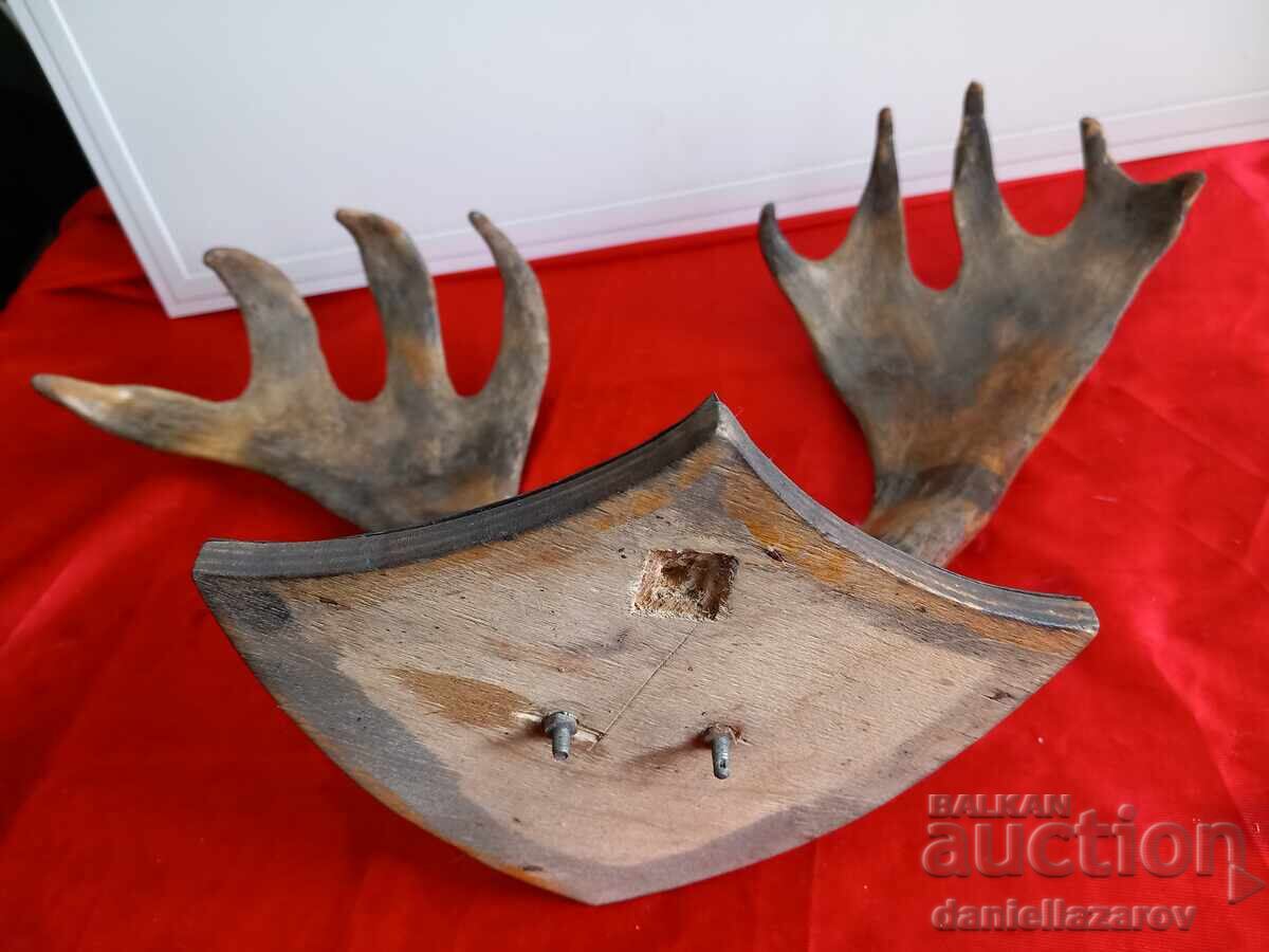 Trofeu de vânătoare, coarne de elan, cerb, căprior - 7 Trofeu de vânătoare, coarne de elan, cerb, căprior - 7