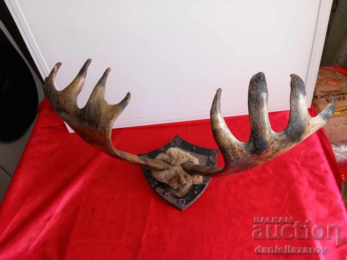 Trofeu de vânătoare, coarne de elan, cerb, căprior Trofeu de vânătoare, coarne de elan, cerb, căprior