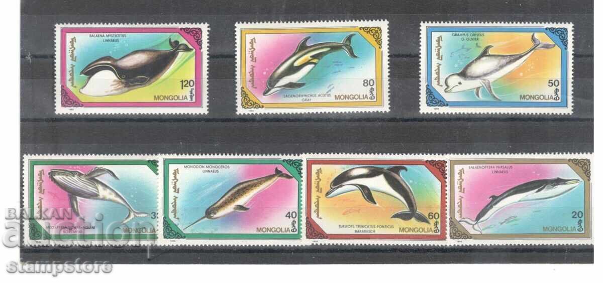 Sharks and Dolphins - Mongolia Sharks and Dolphins - Mongolia