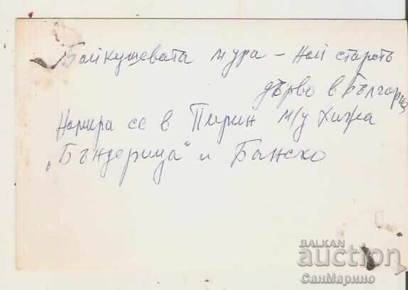 Bulgaria Card Pirin Baykusheva Mura 2* with price 1.40 BGN | € 0.72