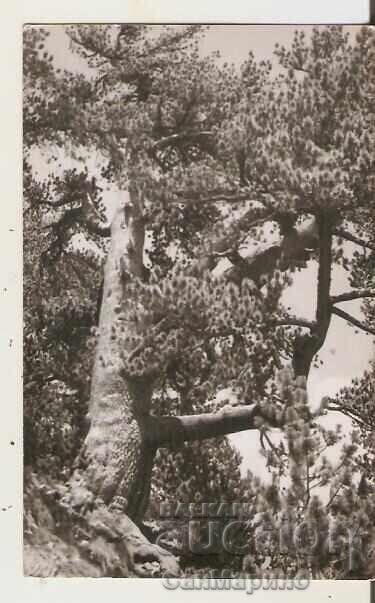 Bulgaria Card Pirin Baykusheva Mura 2*