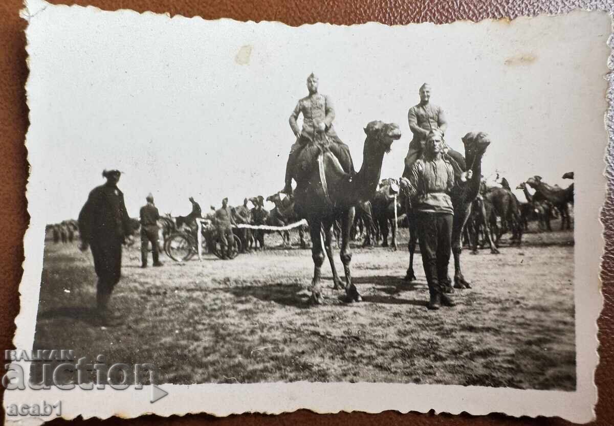 Στρατιώτες Καμήλας από τη Δοβρουτσά Στρατιώτες Καμήλας από τη Δοβρουτσά
