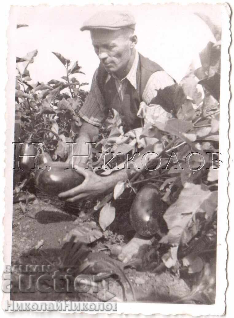 ΜΙΚΡΗ ΠΑΛΙΑ ΦΩΤΟΓΡΑΦΙΑ ΑΝΔΡΑΣ ΜΑΖΕΥΕΙ ΤΕΡΑΣΤΙΑ ΜΕΛΙΤΖΑΝΑ Δ834