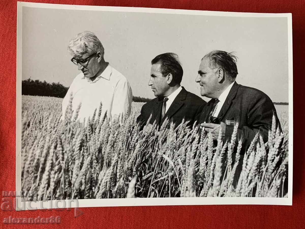 Βουλκάν Σόποφ, s. Πρεσελέντσι, Τολμπούχινσκο, Πιεσμένο μπλοκ σιταριού 1967 με τιμή 15.00 BGN | € 7.67