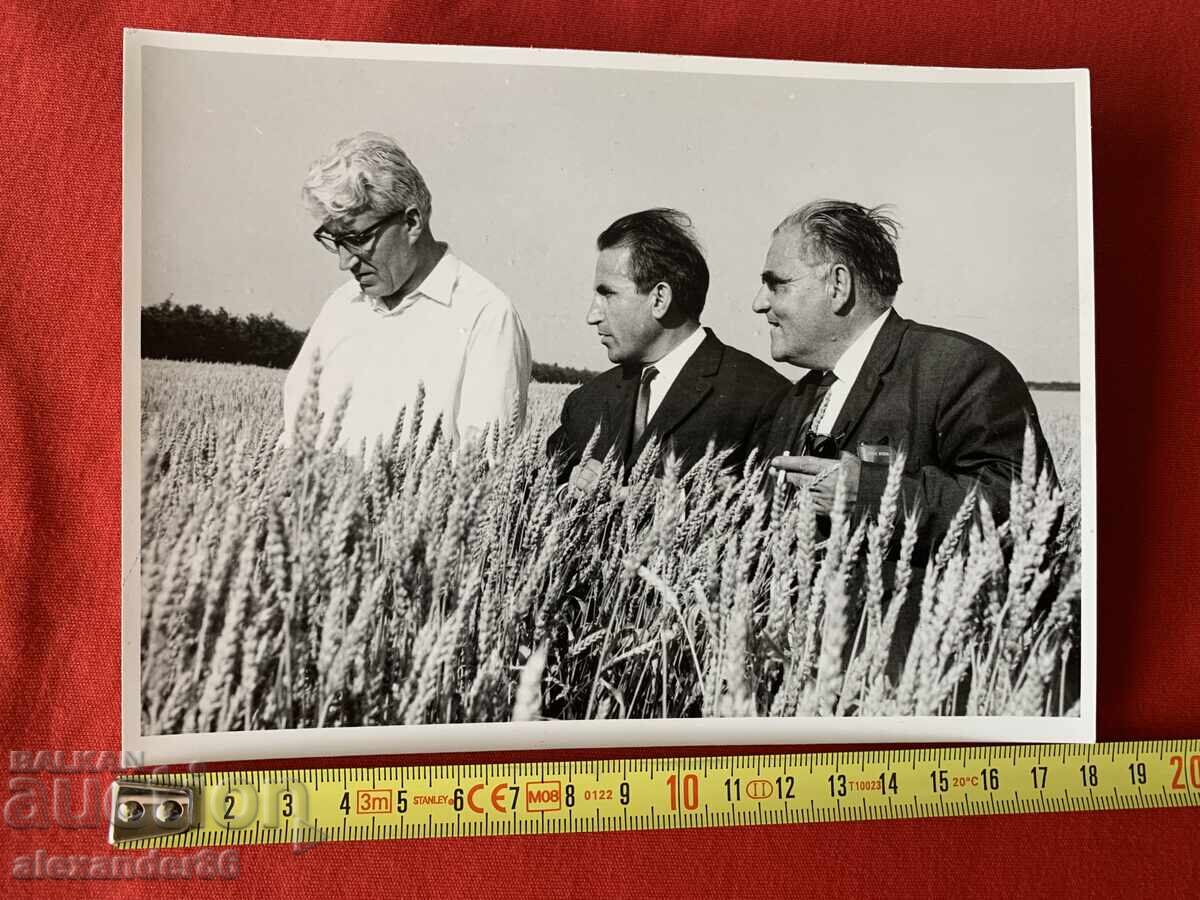 Δημοπρασία Βουλκάν Σόποφ, s. Πρεσελέντσι, Τολμπούχινσκο, Πιεσμένο μπλοκ σιταριού 1967