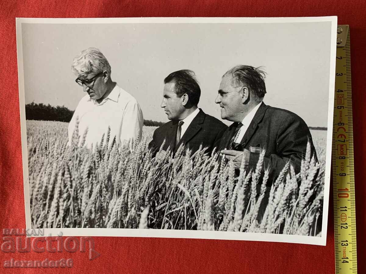 Παράδοση Βουλκάν Σόποφ, s. Πρεσελέντσι, Τολμπούχινσκο, Πιεσμένο μπλοκ σιταριού 1967