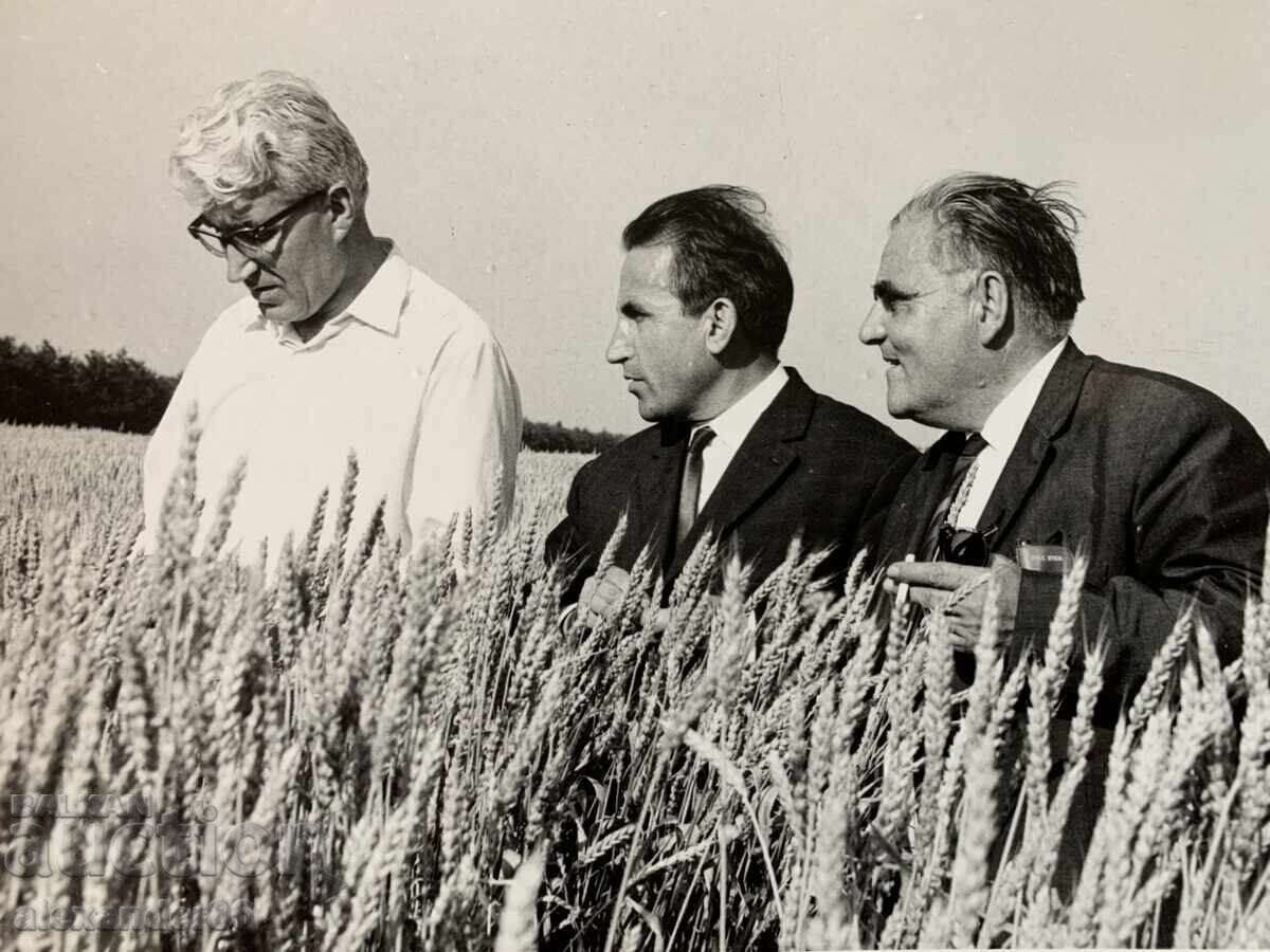 Βουλκάν Σόποφ, s. Πρεσελέντσι, Τολμπούχινσκο, Πιεσμένο μπλοκ σιταριού 1967