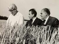 Vălcan Șopov s. Preseleanți, Regiunea Tolbuhin, Bloc de grâu, 1967