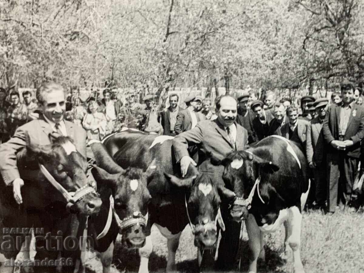 Pencho Kubadinski Vălkan Șopov între vite 1969 cu preț 15.00 BGN | € 7.67 Pencho Kubadinski Vălkan Șopov între vite 1969 cu preț 15.00 BGN | € 7.67