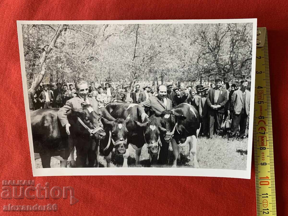 Livrarea Pencho Kubadinski Vălkan Șopov între vite 1969 Livrarea Pencho Kubadinski Vălkan Șopov între vite 1969