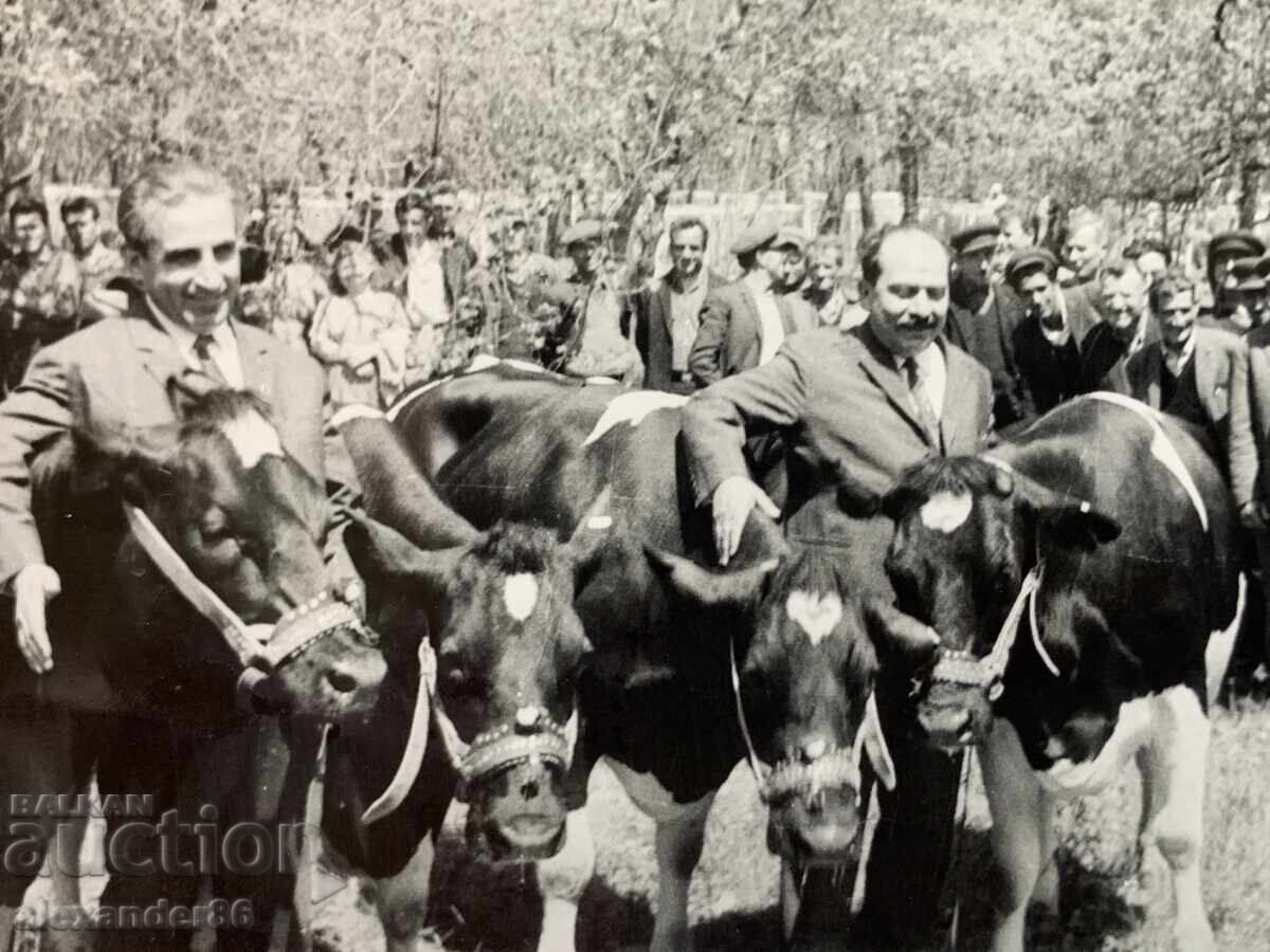 Pencho Kubadinski Vălkan Șopov între vite 1969 Pencho Kubadinski Vălkan Șopov între vite 1969