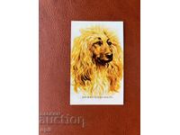 Afghan Hound Calendar 1985