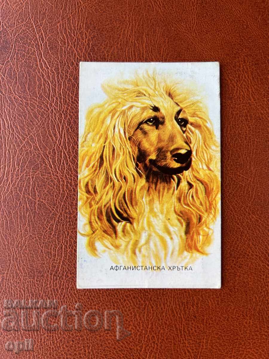 Afghan Hound Calendar 1985
