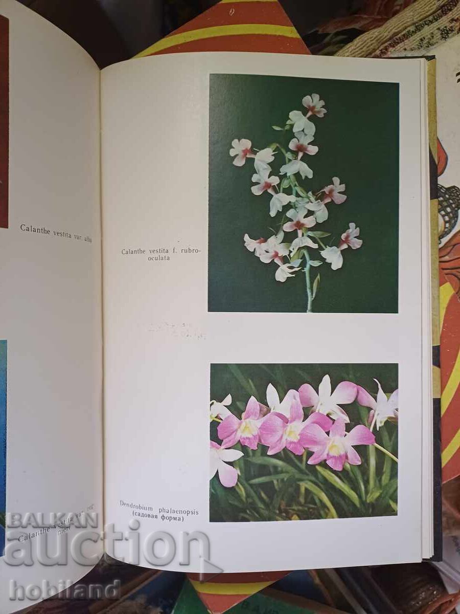 Licitație Orhidee, cultivare Licitație Orhidee, cultivare