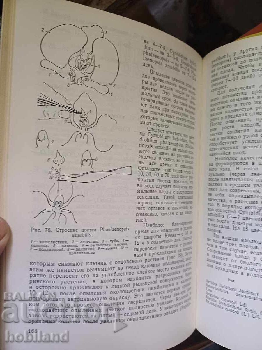 Livrarea Orhidee, cultivare Livrarea Orhidee, cultivare