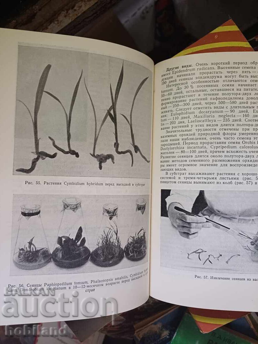 Orhidee, cultivare - 5 Orhidee, cultivare - 5