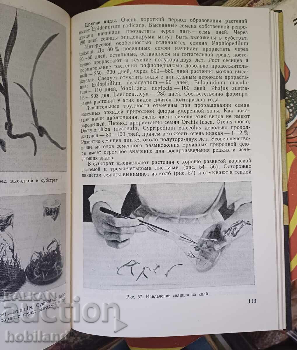 Orhidee, cultivare - 6 Orhidee, cultivare - 6