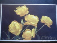 Παλιά ευχετήρια κάρτα, 1.III.1945, s. Καmenitsa