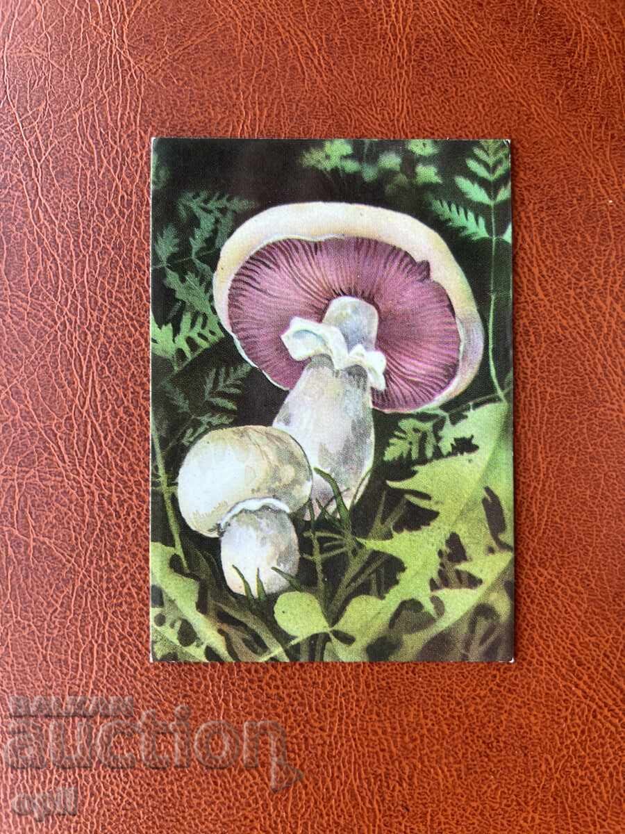 Ημερολόγιο Μανιταριών 1990