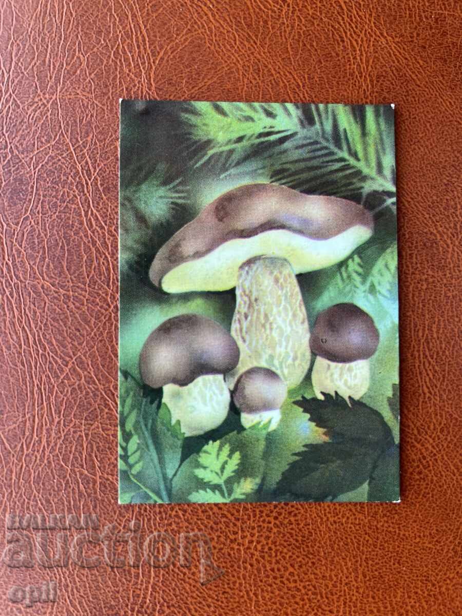 Mushroom Calendar 1990