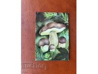 Calendar Ciuperci 1990