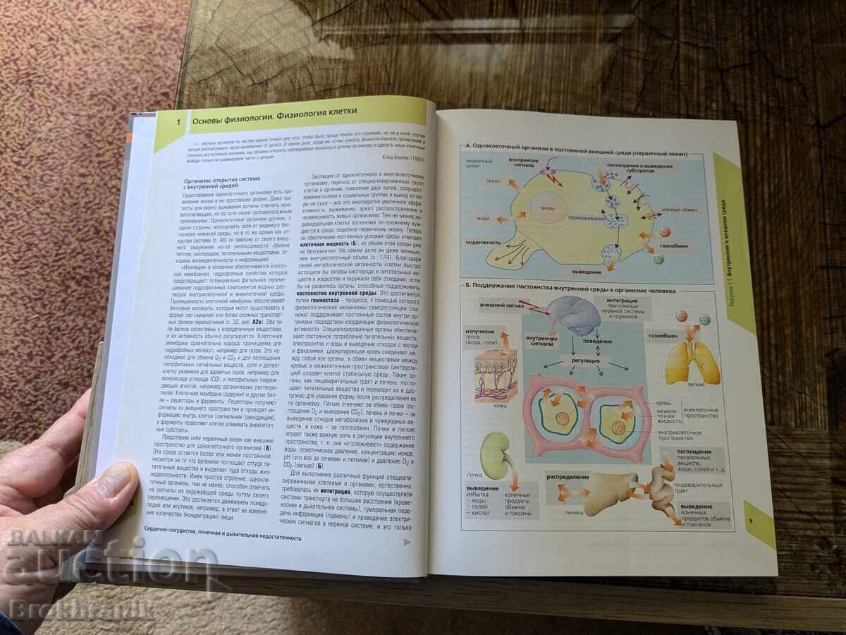 Auction  Visual Physiology