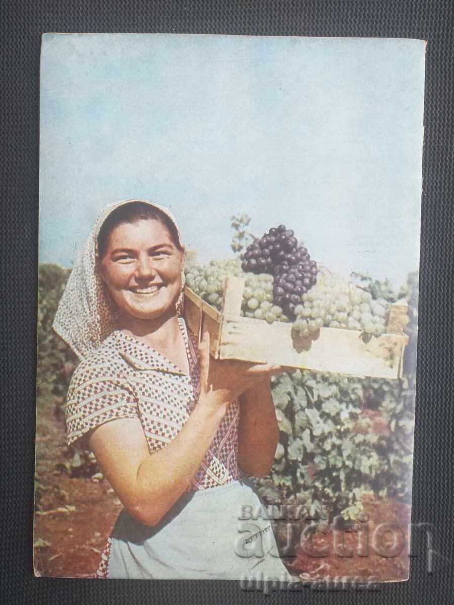 1954 Bulgaria Advertisement - 7 1954 Bulgaria Advertisement - 7