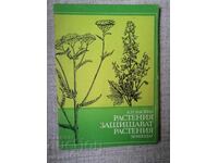 Plants protect plants / A. N. Vasina